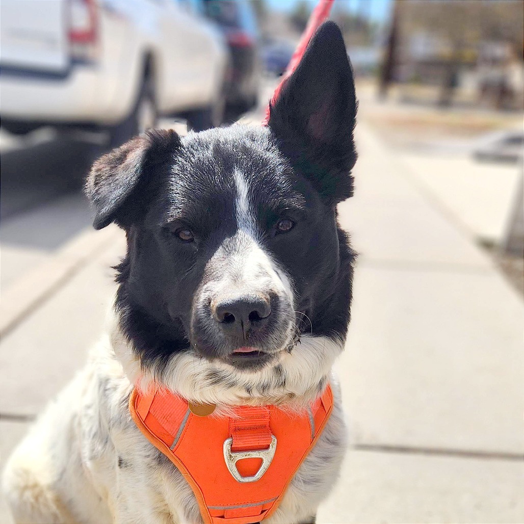 Zeus (Courtesy Listing)
