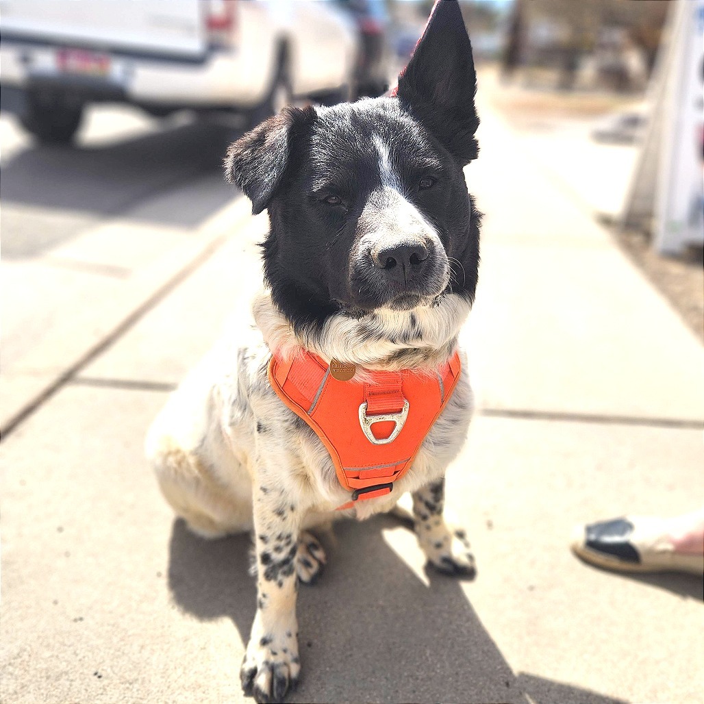 Zeus (Courtesy Listing)