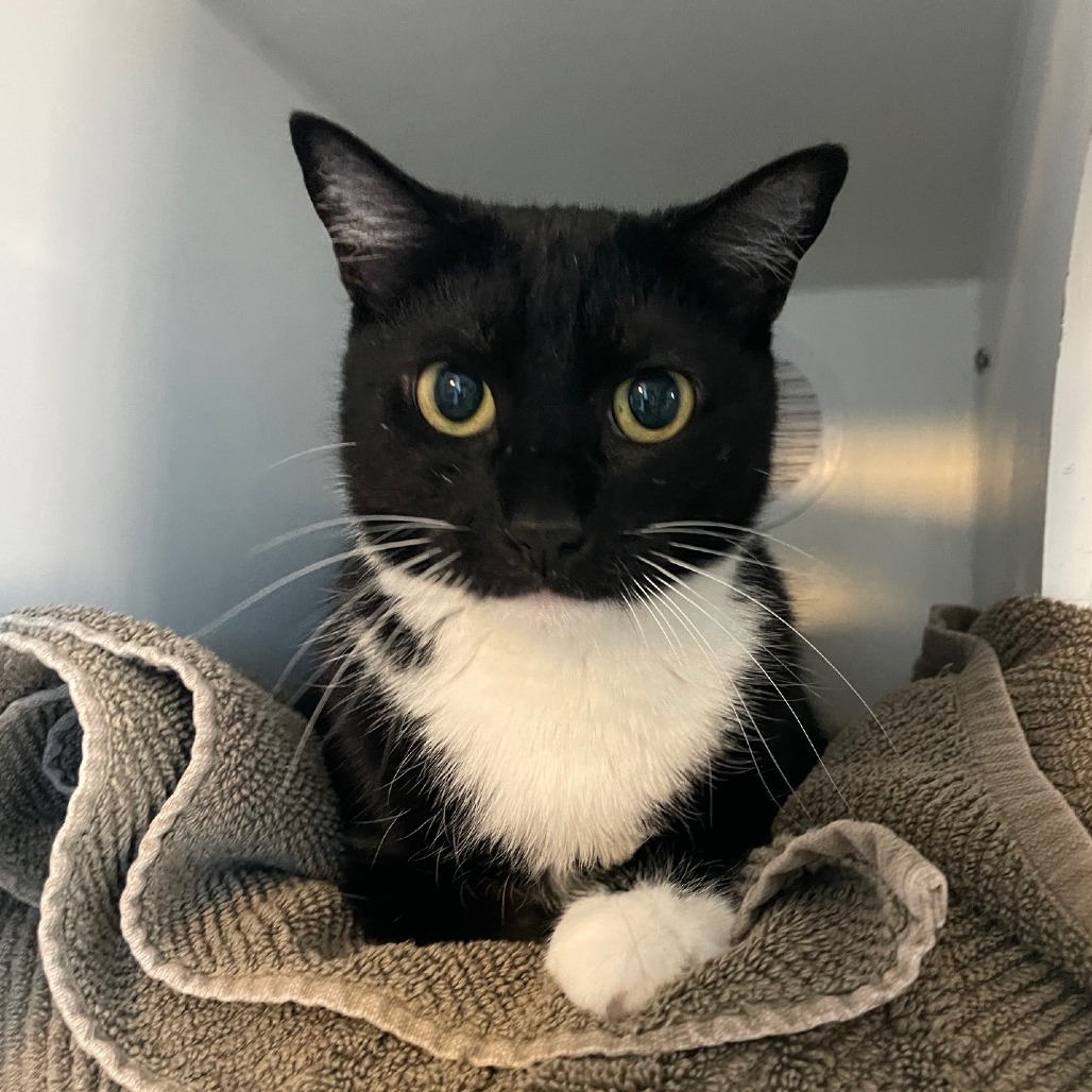 Bea, an adoptable Domestic Short Hair in Prescott, AZ, 86304 | Photo Image 1
