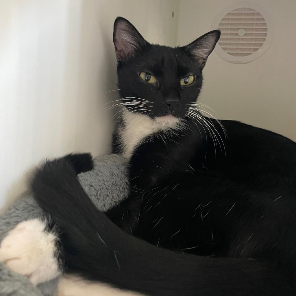 Bea, an adoptable Domestic Short Hair in Prescott, AZ, 86304 | Photo Image 2