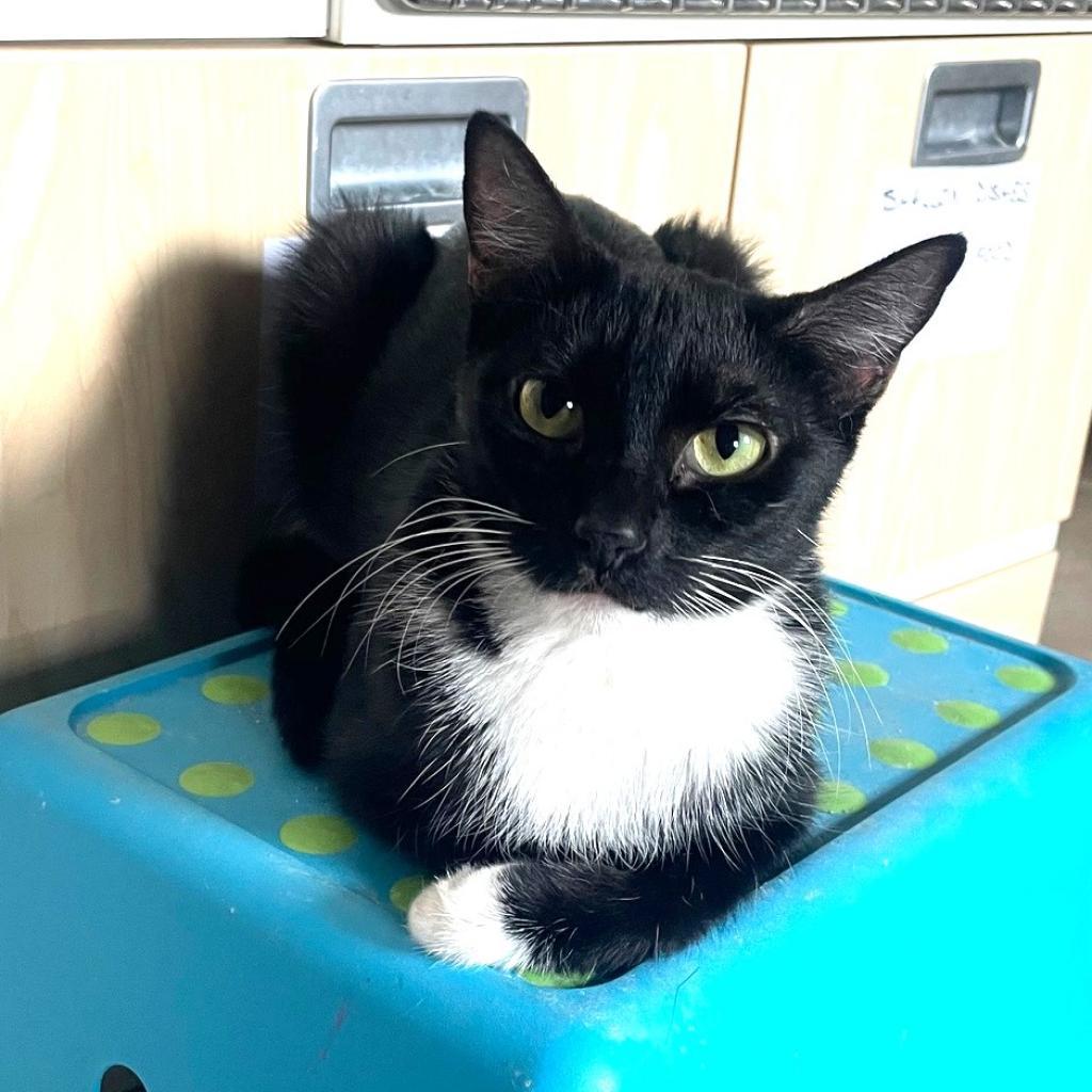 Bea, an adoptable Domestic Short Hair in Prescott, AZ, 86304 | Photo Image 3