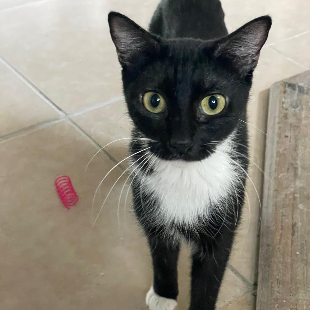 Bea, an adoptable Domestic Short Hair in Prescott, AZ, 86304 | Photo Image 4