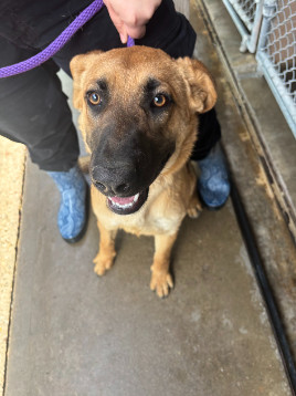 Bunny, an adoptable Shepherd in Las Vegas, NM, 87701 | Photo Image 1