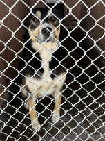 Lady Glitter Sparkles, an adoptable Australian Cattle Dog / Blue Heeler in Las Vegas, NM, 87701 | Photo Image 1