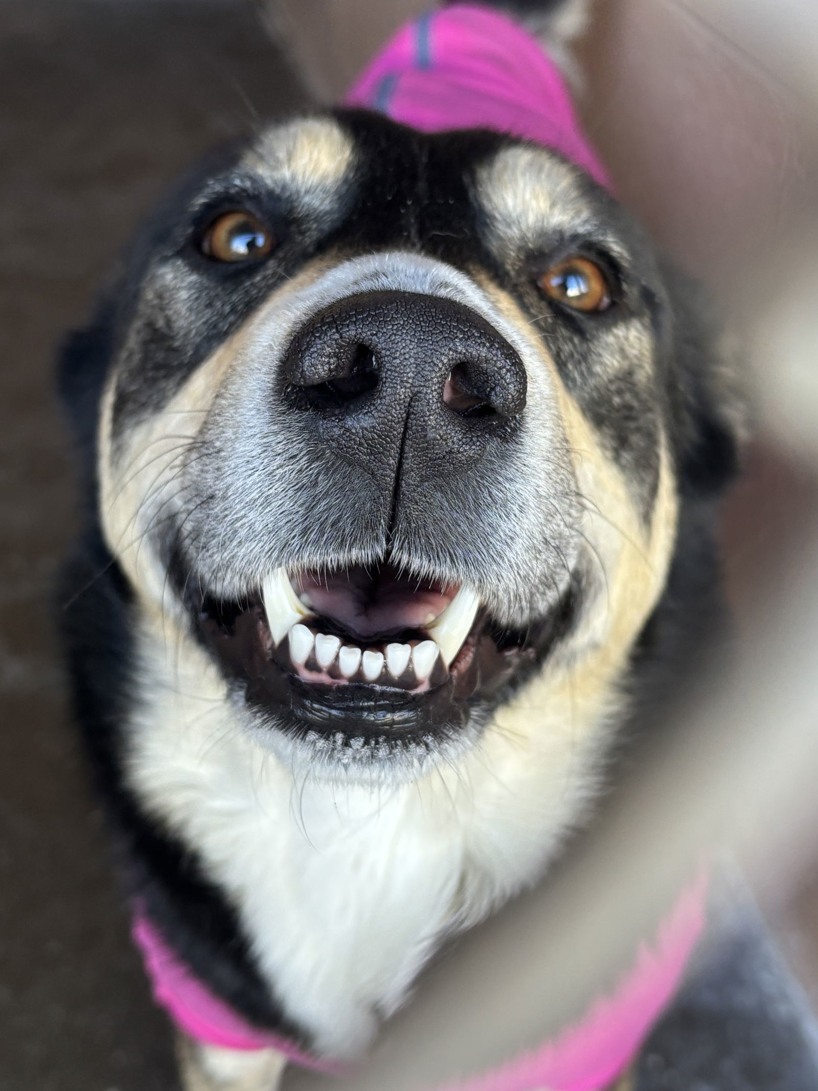 Lady Glitter Sparkles, an adoptable Australian Cattle Dog / Blue Heeler in Las Vegas, NM, 87701 | Photo Image 2