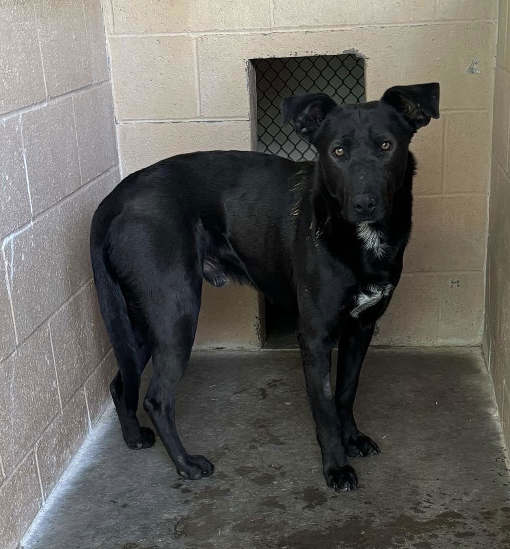 Zeppelin, an adoptable Labrador Retriever in Las Vegas, NM, 87701 | Photo Image 1