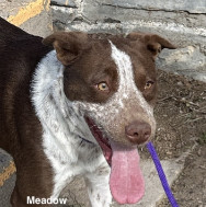 Meadow, an adoptable Cattle Dog in Las Vegas, NM, 87701 | Photo Image 1