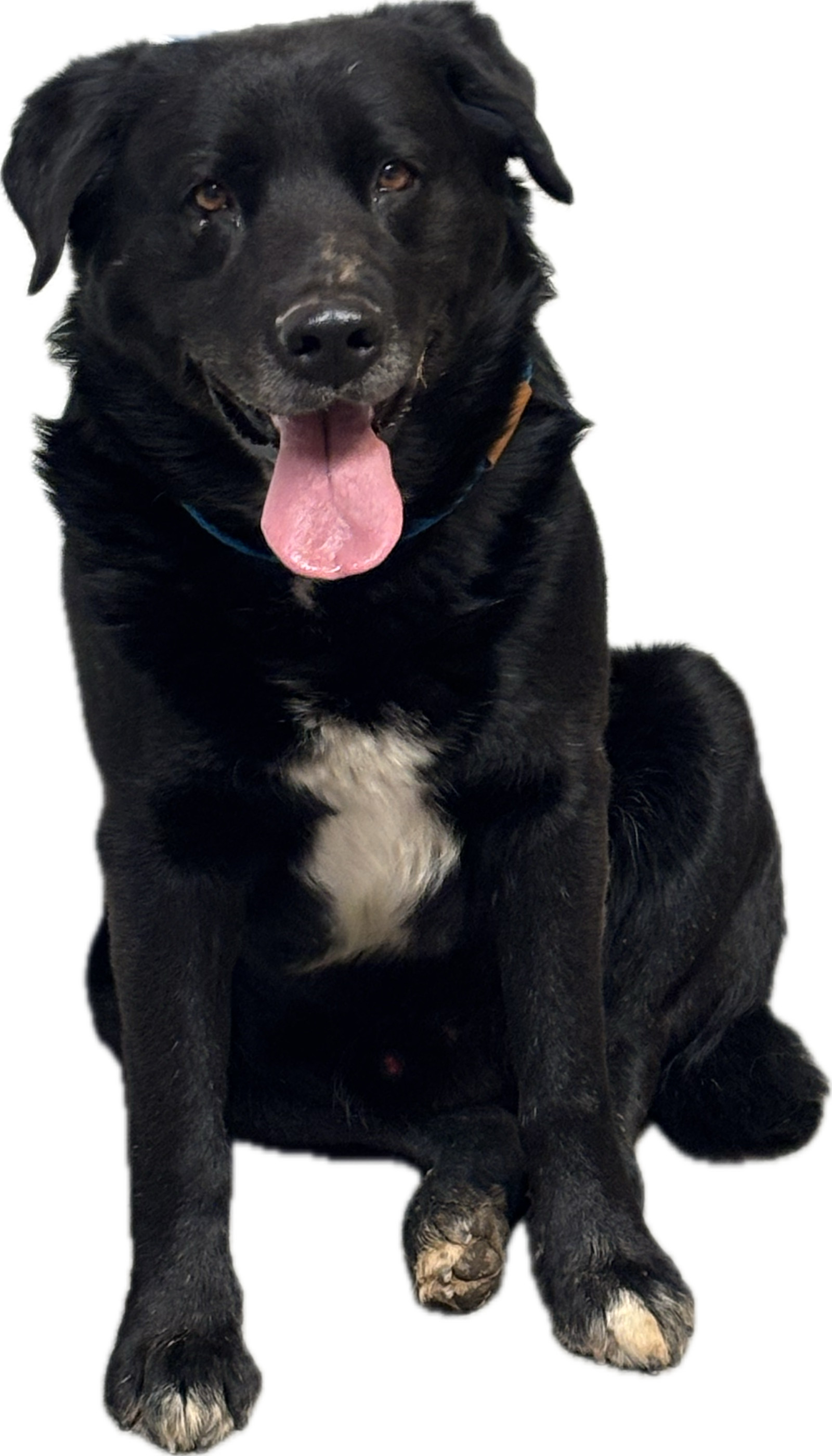 Wesley, an adoptable Newfoundland Dog in Las Vegas, NM, 87701 | Photo Image 1