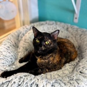 La Chona, Adult Female Domestic Short Hair