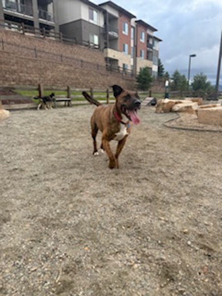 Sampson