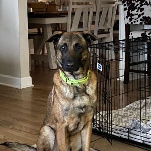 Gibbs, Adult Male Belgian Shepherd / Malinois