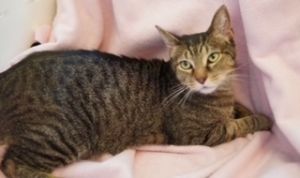 Jojen, Adult Male Domestic Short Hair