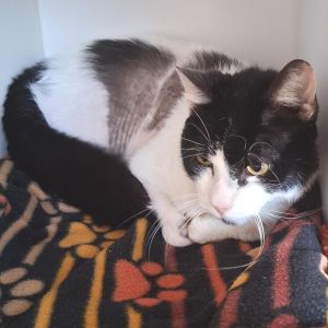 Stewie, Adult Male Domestic Short Hair