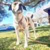 Baxter photo 1