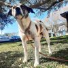 Baxter photo 2