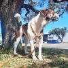 Baxter photo 4