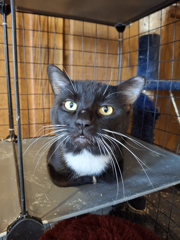 Sir Percival