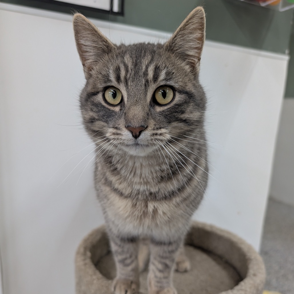 Kenny, an adoptable Domestic Short Hair in Nowata, OK, 74048 | Photo Image 2