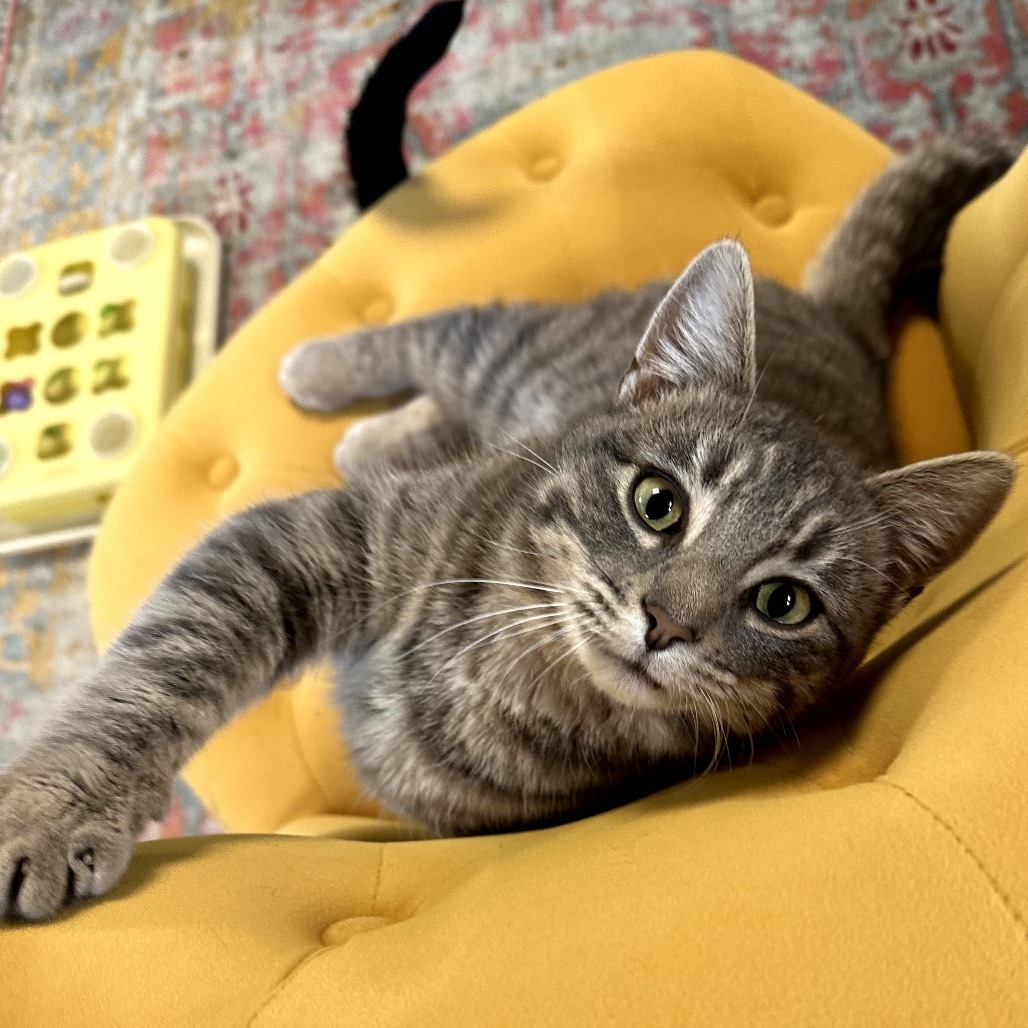 Kenny, an adoptable Domestic Short Hair in Nowata, OK, 74048 | Photo Image 3