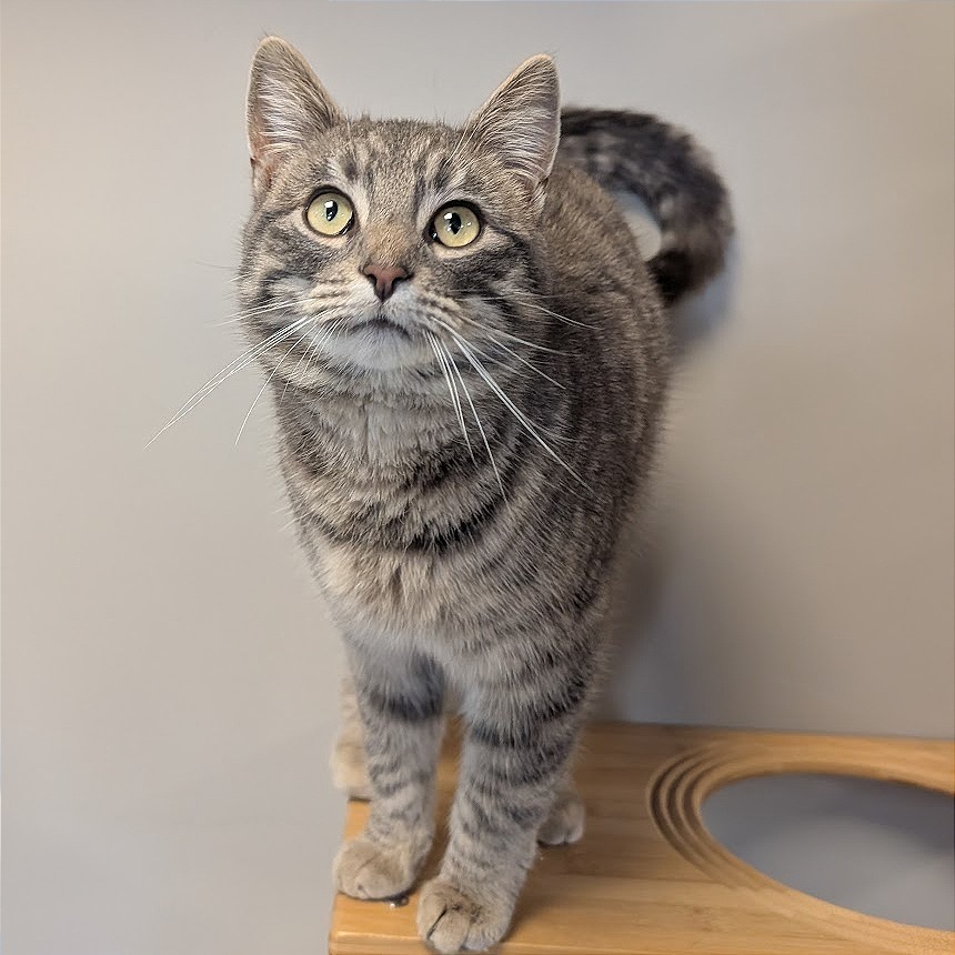 Kenny, an adoptable Domestic Short Hair in Nowata, OK, 74048 | Photo Image 3