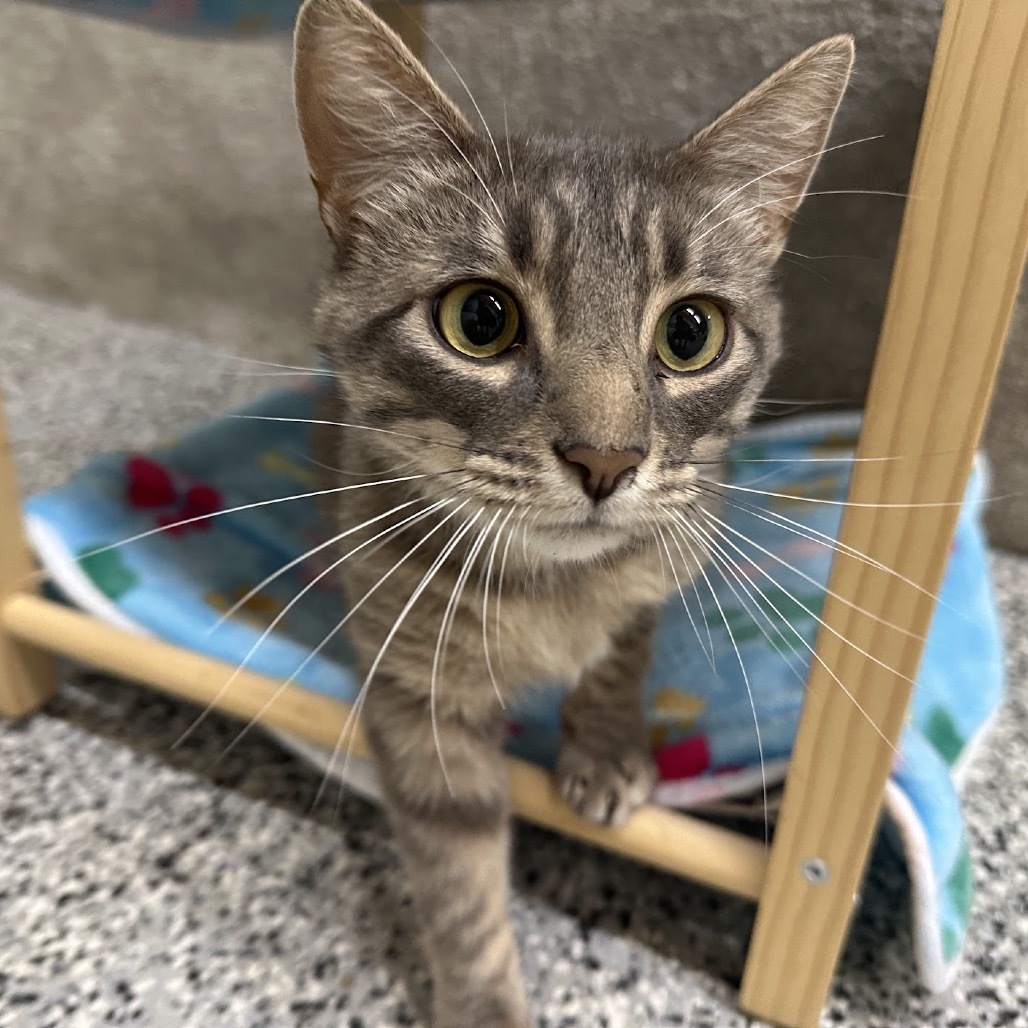 Kenny, an adoptable Domestic Short Hair in Nowata, OK, 74048 | Photo Image 4