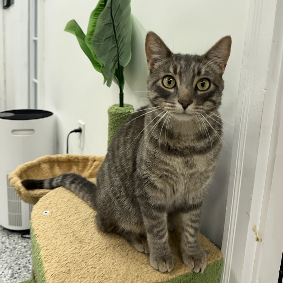 Kenny, an adoptable Domestic Short Hair in Nowata, OK, 74048 | Photo Image 5