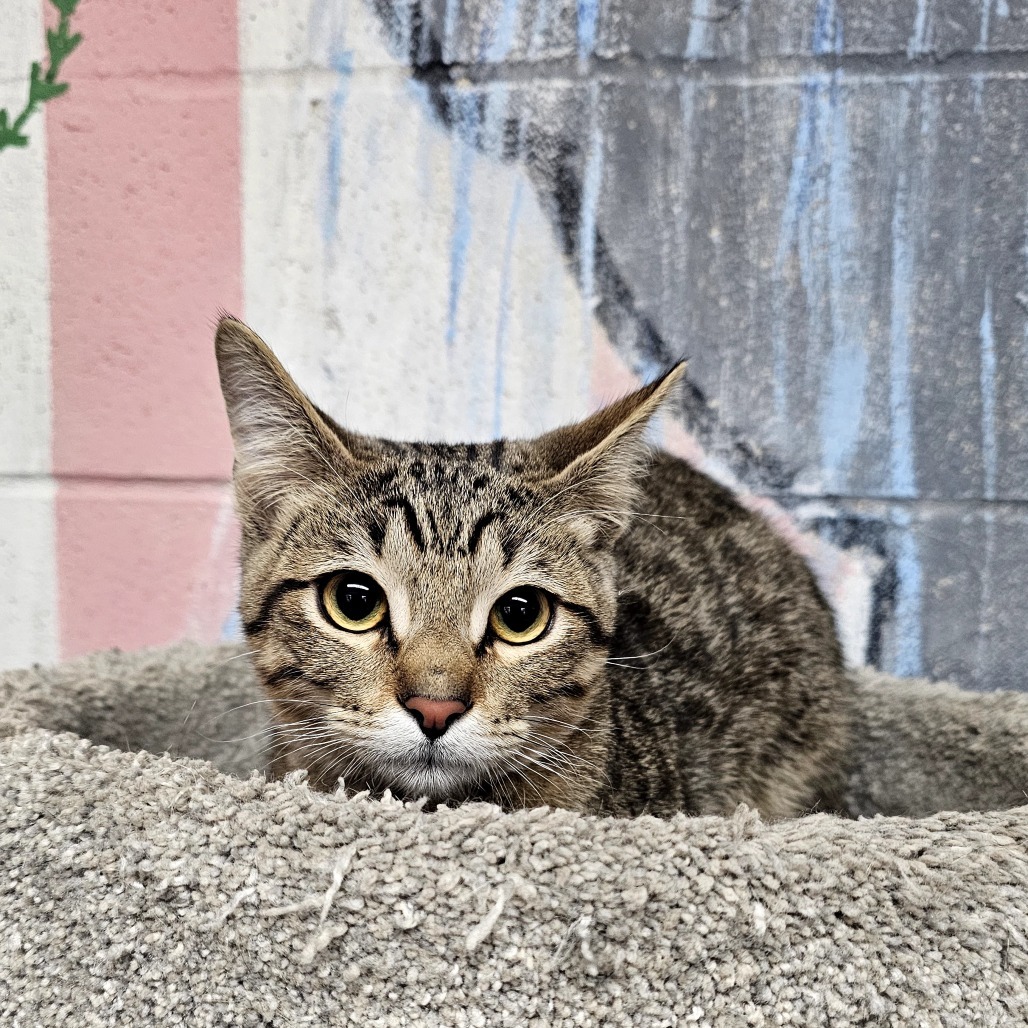 Mocha, an adoptable Domestic Short Hair in Laredo, TX, 78045 | Photo Image 1