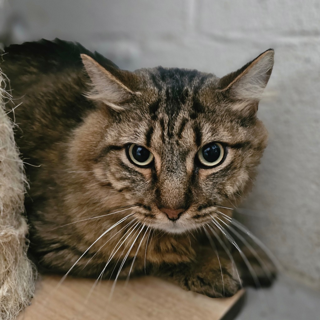 Hercules, an adoptable Domestic Long Hair in Laredo, TX, 78045 | Photo Image 1