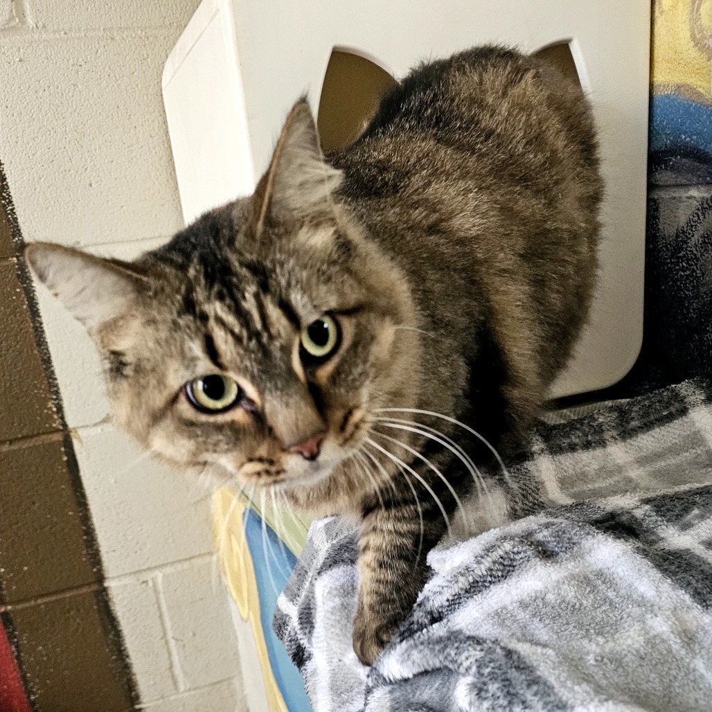 Poseidon, an adoptable Domestic Long Hair in Laredo, TX, 78045 | Photo Image 1