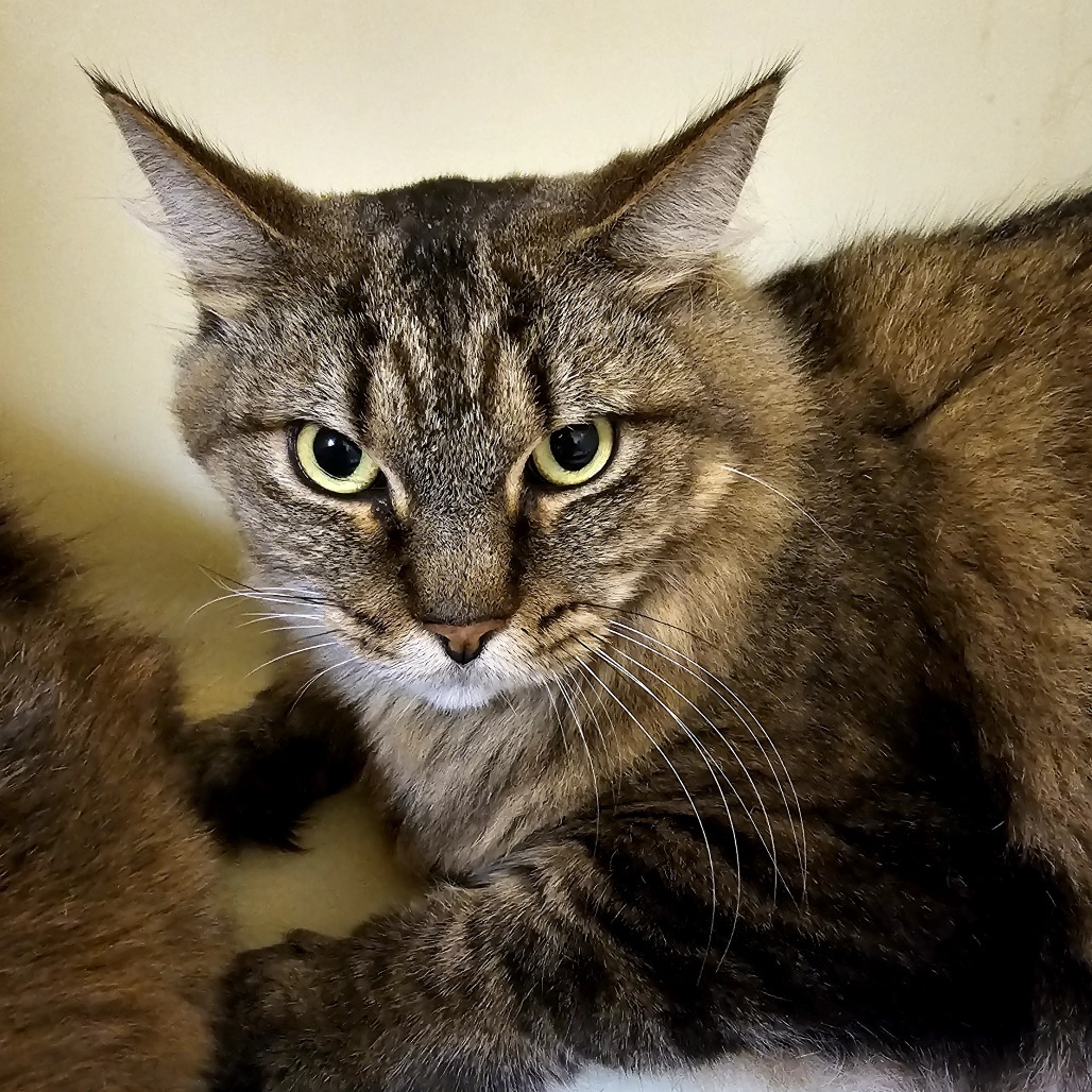 Poseidon, an adoptable Domestic Long Hair in Laredo, TX, 78045 | Photo Image 2