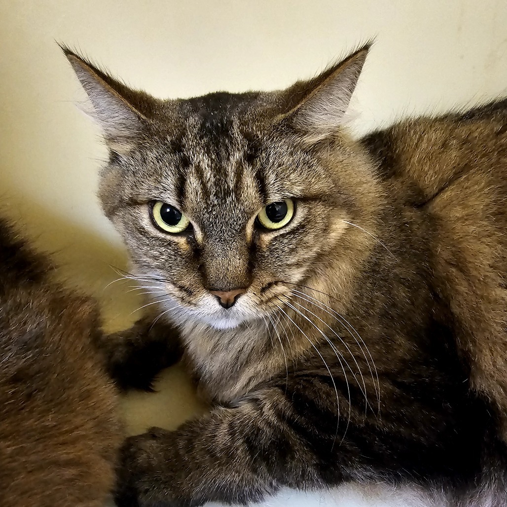 Poseidon, an adoptable Domestic Long Hair in Laredo, TX, 78045 | Photo Image 3