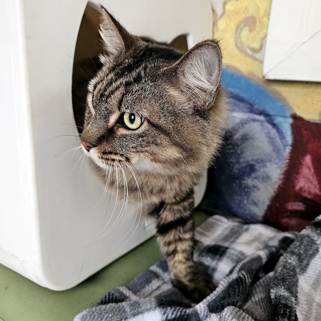 Poseidon, an adoptable Domestic Long Hair in Laredo, TX, 78045 | Photo Image 4