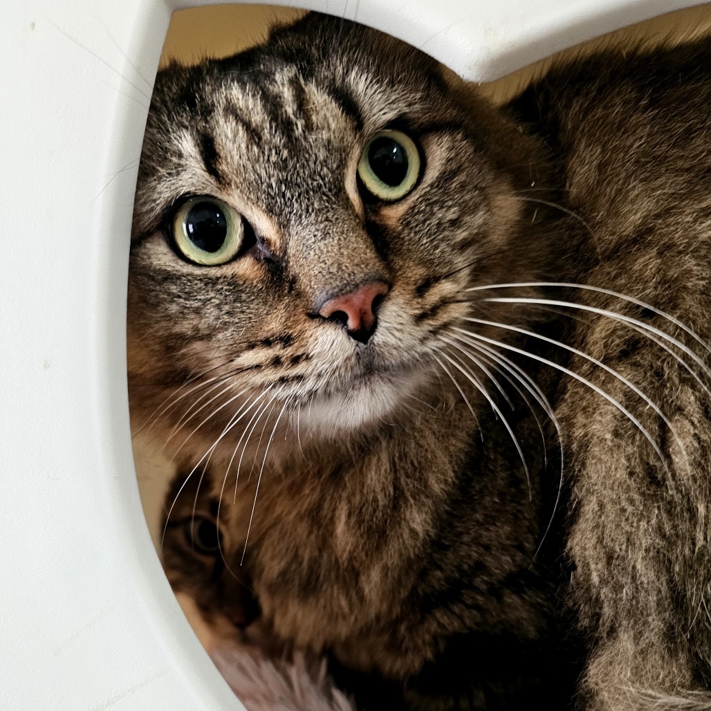 Poseidon, an adoptable Domestic Long Hair in Laredo, TX, 78045 | Photo Image 5