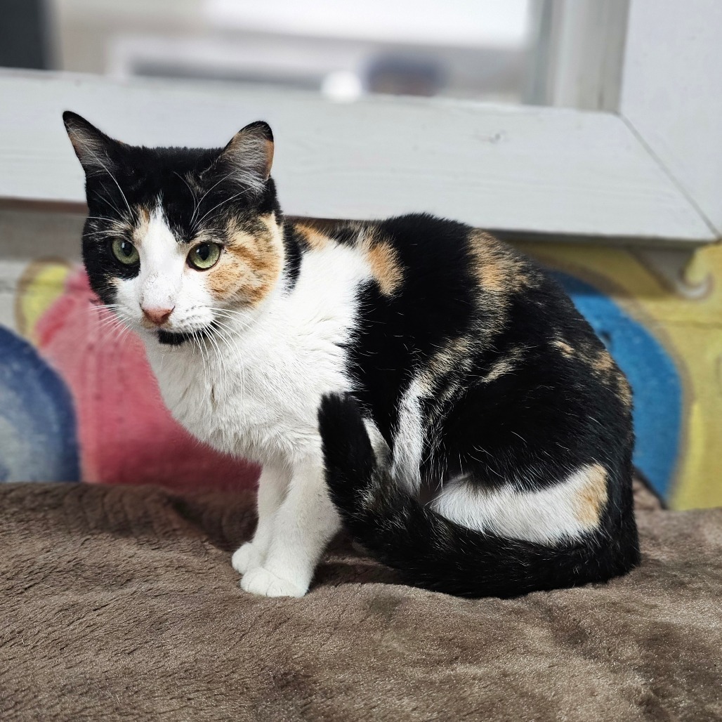 Delilah, an adoptable Domestic Short Hair in Laredo, TX, 78045 | Photo Image 1