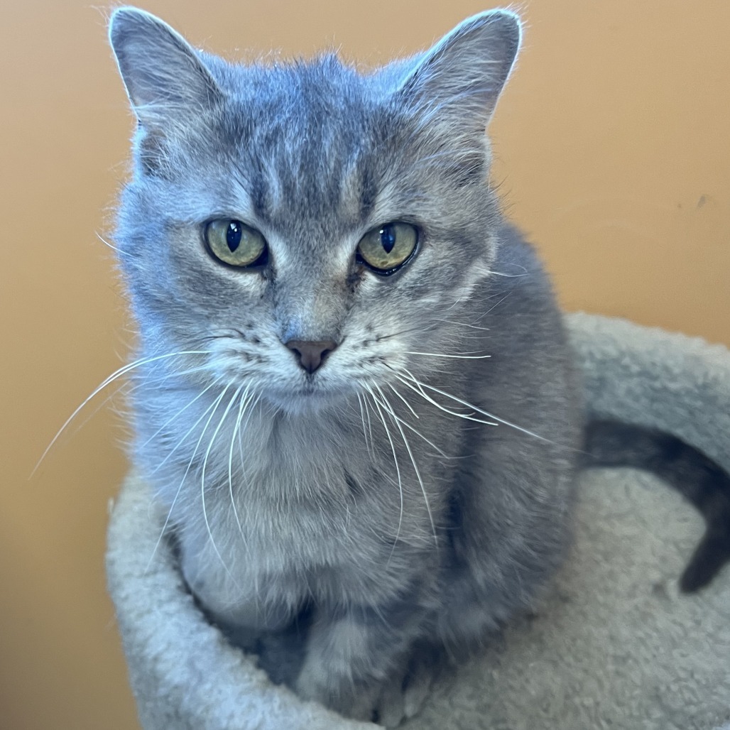 Zara, an adoptable Domestic Medium Hair in Wadena, MN, 56482 | Photo Image 1