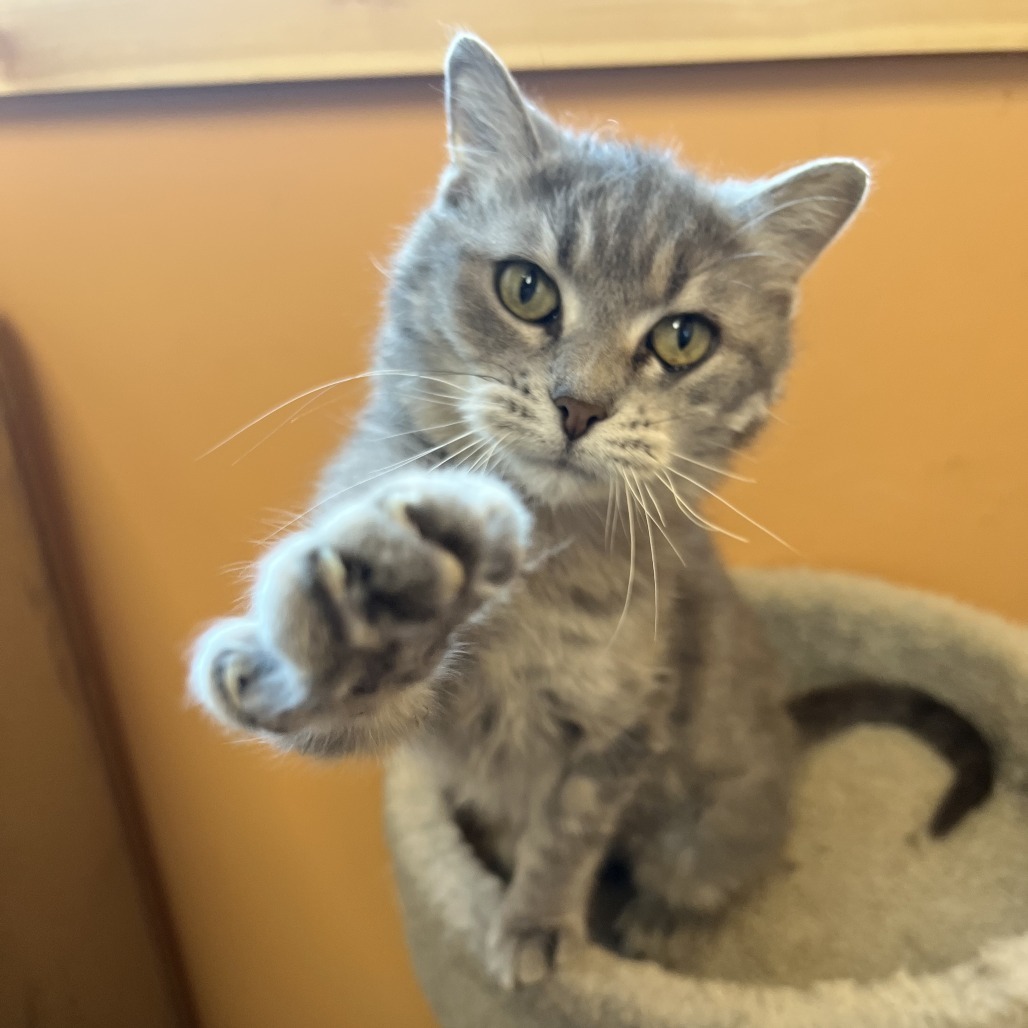 Zara, an adoptable Domestic Medium Hair in Wadena, MN, 56482 | Photo Image 2