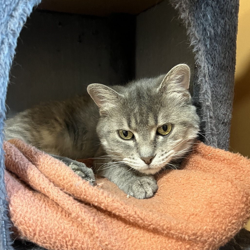 Zara, an adoptable Domestic Medium Hair in Wadena, MN, 56482 | Photo Image 3