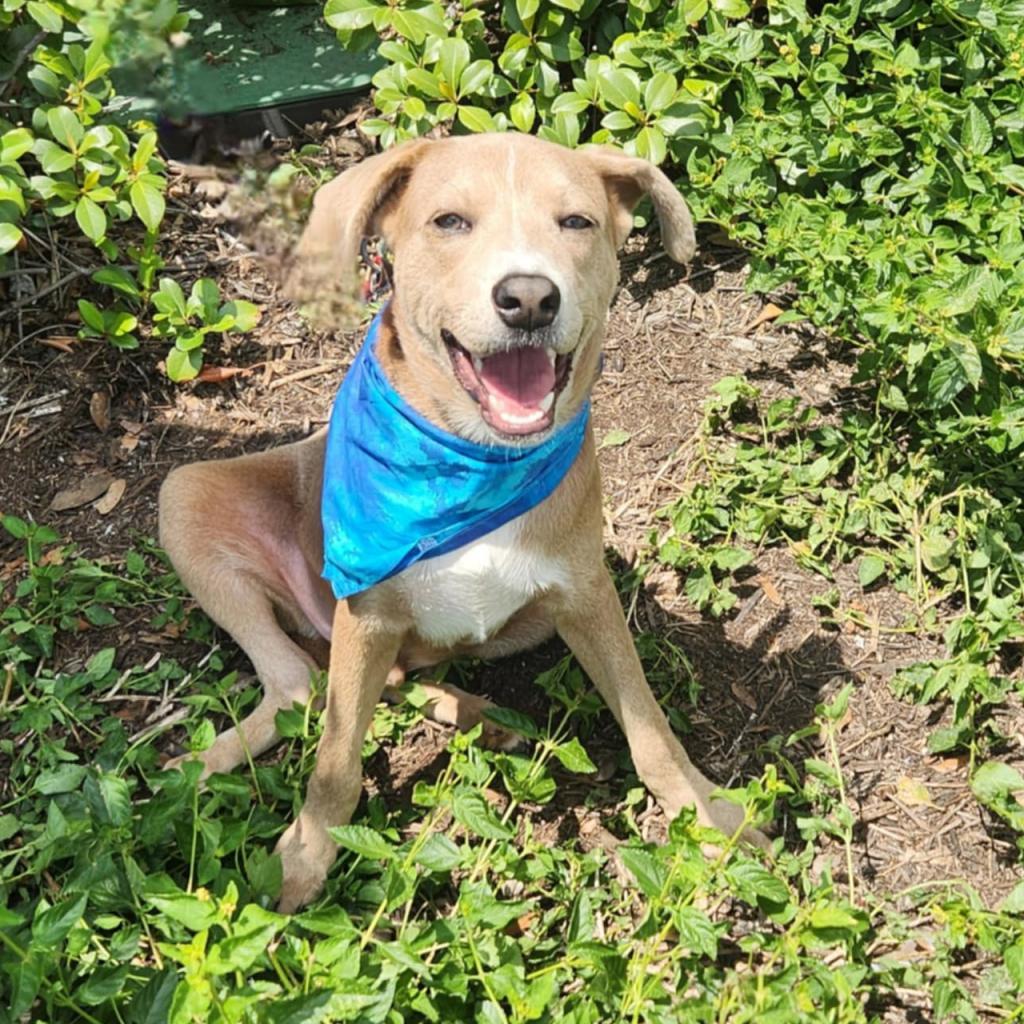 Jager JuM, an adoptable Weimaraner, Hound in Austin, TX, 78701 | Photo Image 2