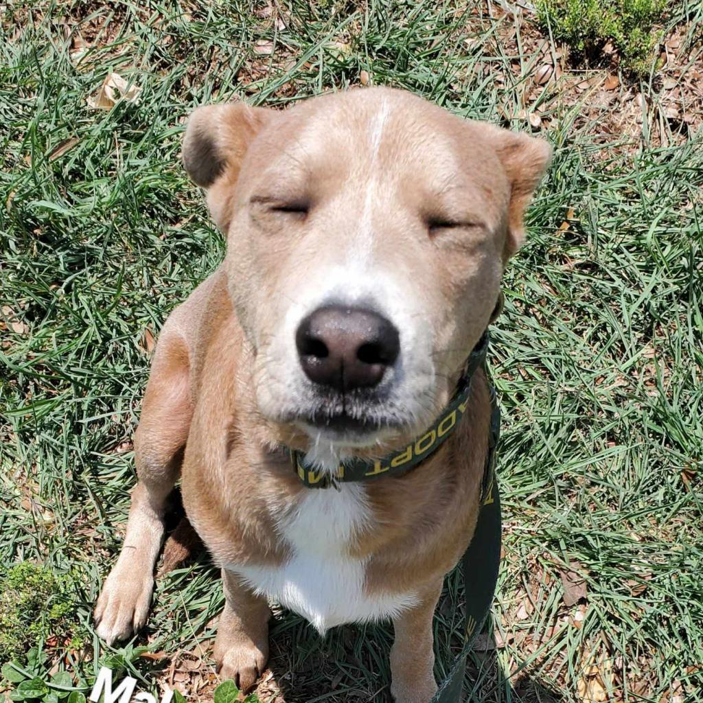 Jager JuM, an adoptable Weimaraner, Hound in Austin, TX, 78701 | Photo Image 3