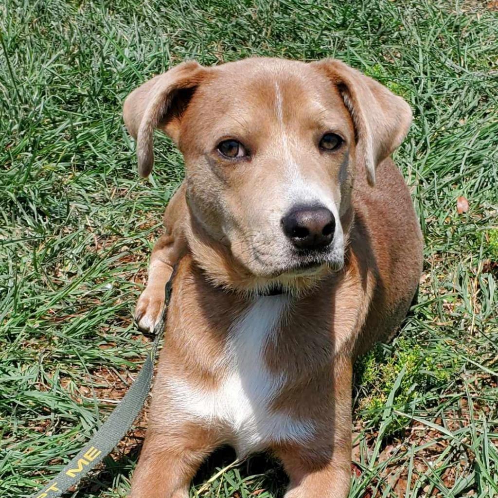 Jager JuM, an adoptable Weimaraner, Hound in Austin, TX, 78701 | Photo Image 5