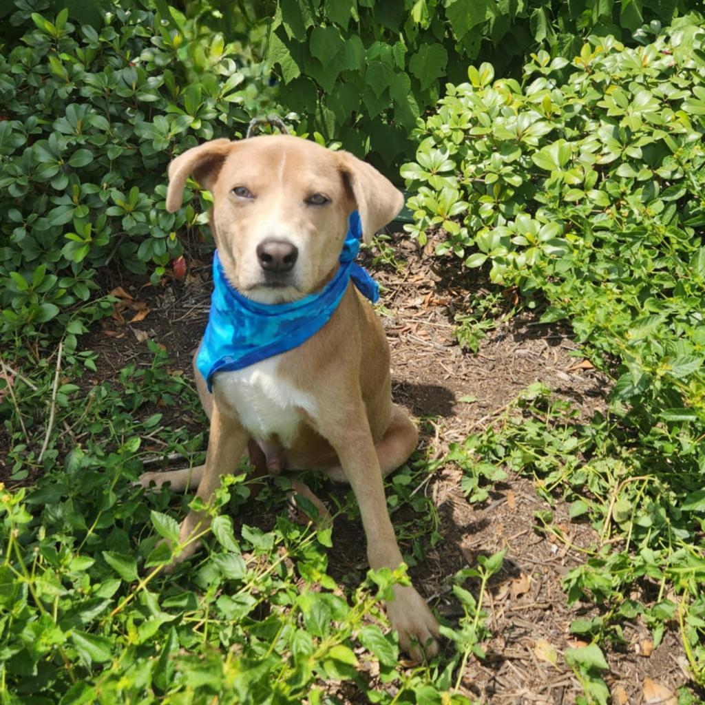 Jager JuM, an adoptable Weimaraner, Hound in Austin, TX, 78701 | Photo Image 6
