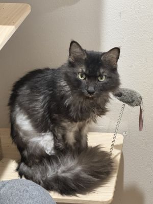 Midnight Blue, Adult Male Domestic Long Hair