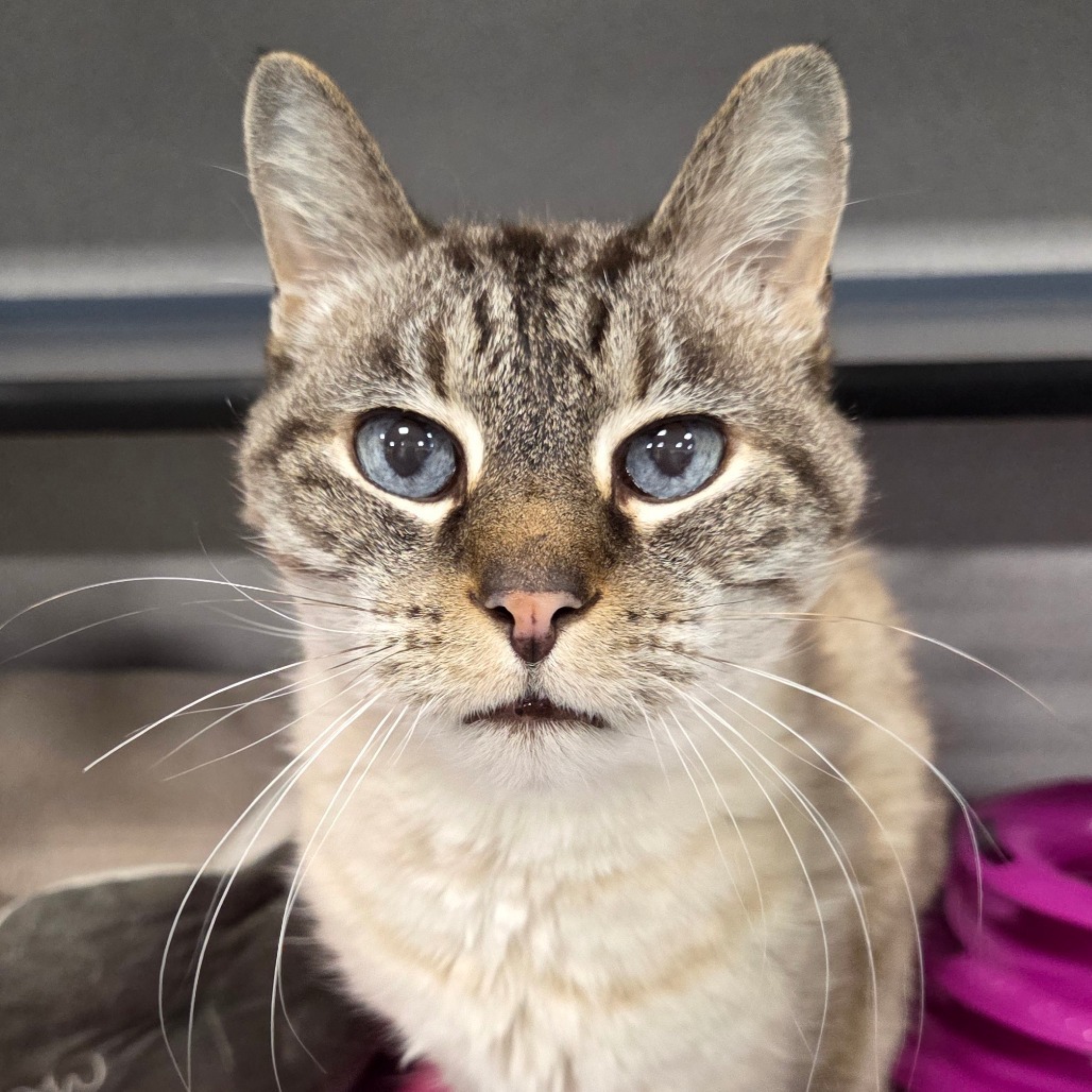 Alfred, an adoptable Siamese in Sheridan, WY, 82801 | Photo Image 1