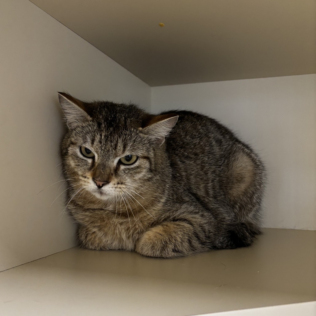 Freya, an adoptable Domestic Short Hair in Cody, WY, 82414 | Photo Image 1
