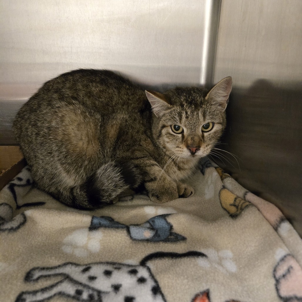 Freya, an adoptable Domestic Short Hair in Cody, WY, 82414 | Photo Image 2