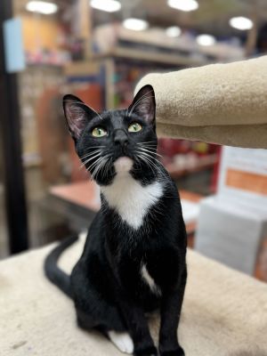 Kicks Domestic Short Hair Cat