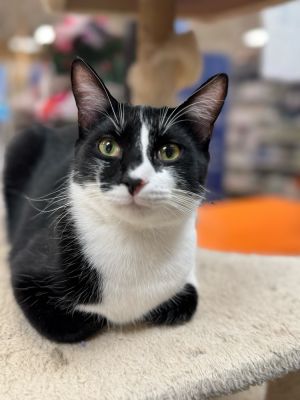 Kinks Domestic Short Hair Cat