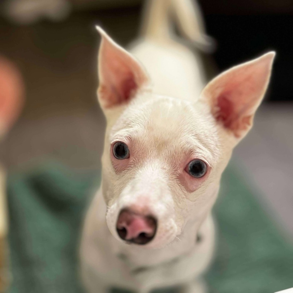 Igloo, an adoptable Jack Russell Terrier, Chihuahua in Bend, OR, 97702 | Photo Image 1