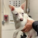 Igloo, an adoptable Jack Russell Terrier, Chihuahua in Bend, OR, 97702 | Photo Image 2