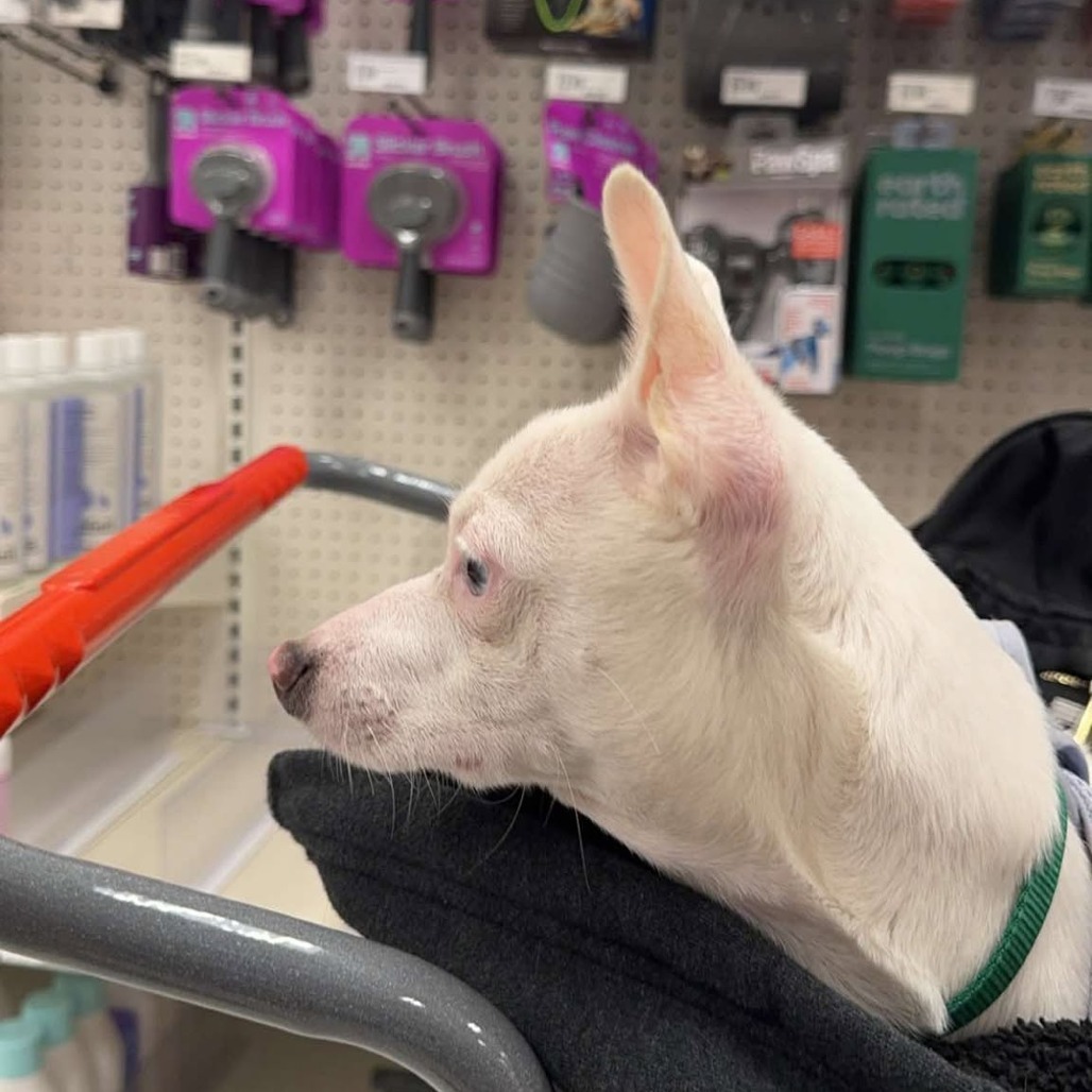 Igloo, an adoptable Jack Russell Terrier, Chihuahua in Bend, OR, 97702 | Photo Image 4